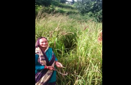 Harvesting Of Jhangora/Barnyard Millet