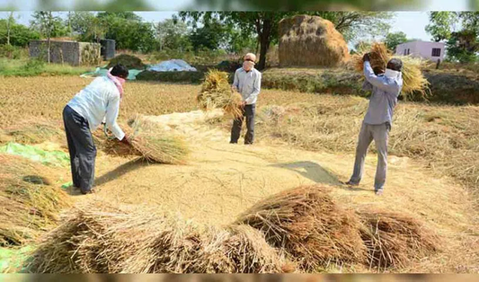 Shorting Of Paddy