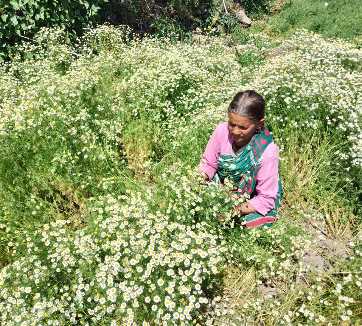 HavePure Chamomile Herbal Infusion – 100% Natural Calming Tea | Sleep & Stress Relief – 30g